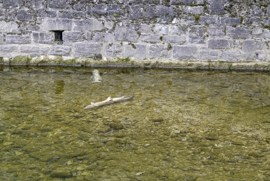 Zwei verendete Fische in der Nähe der Schuppisbrücke in Steinach.