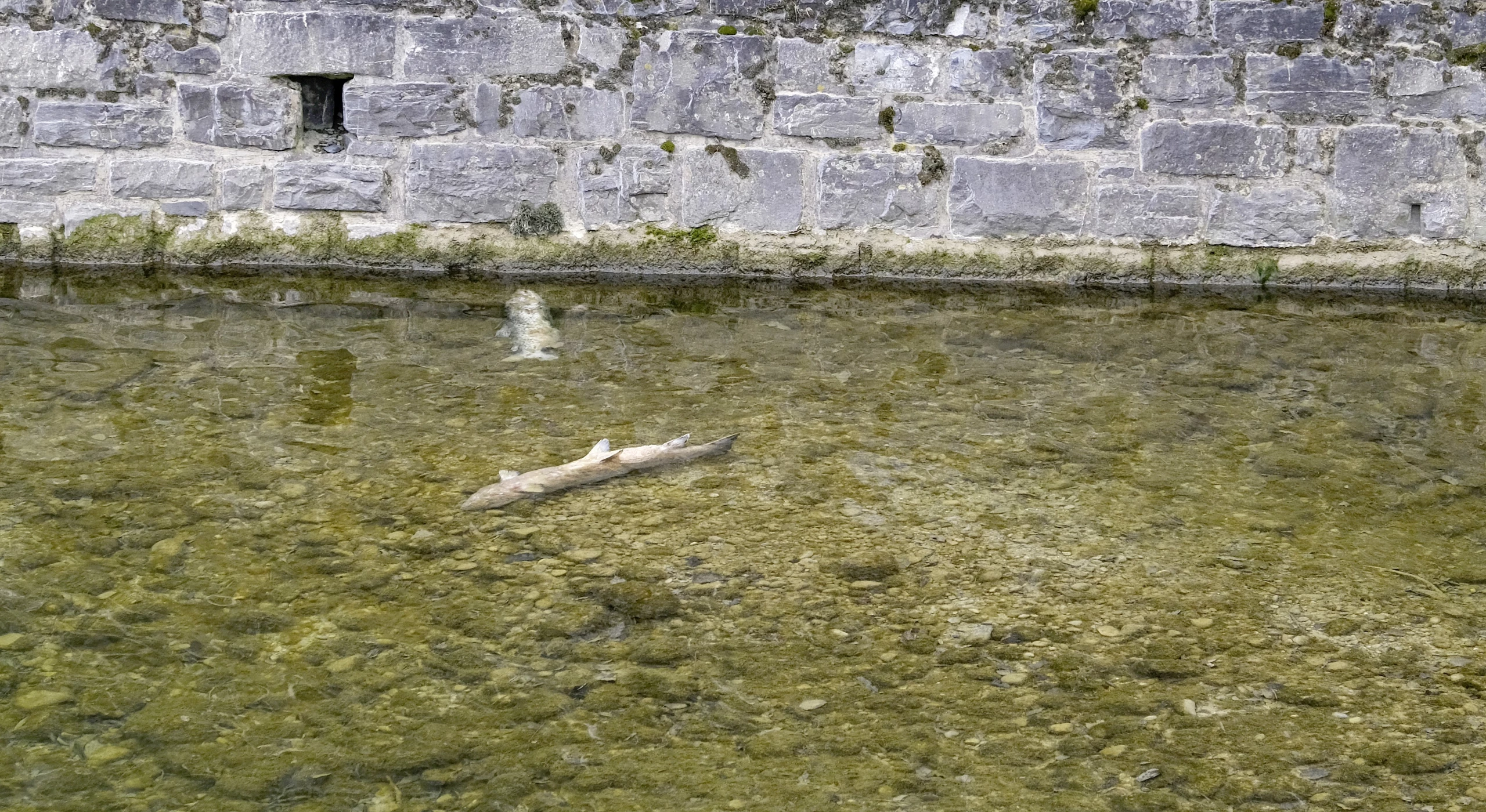 Zwei verendete Fische in der Nähe der Schuppisbrücke in Steinach.