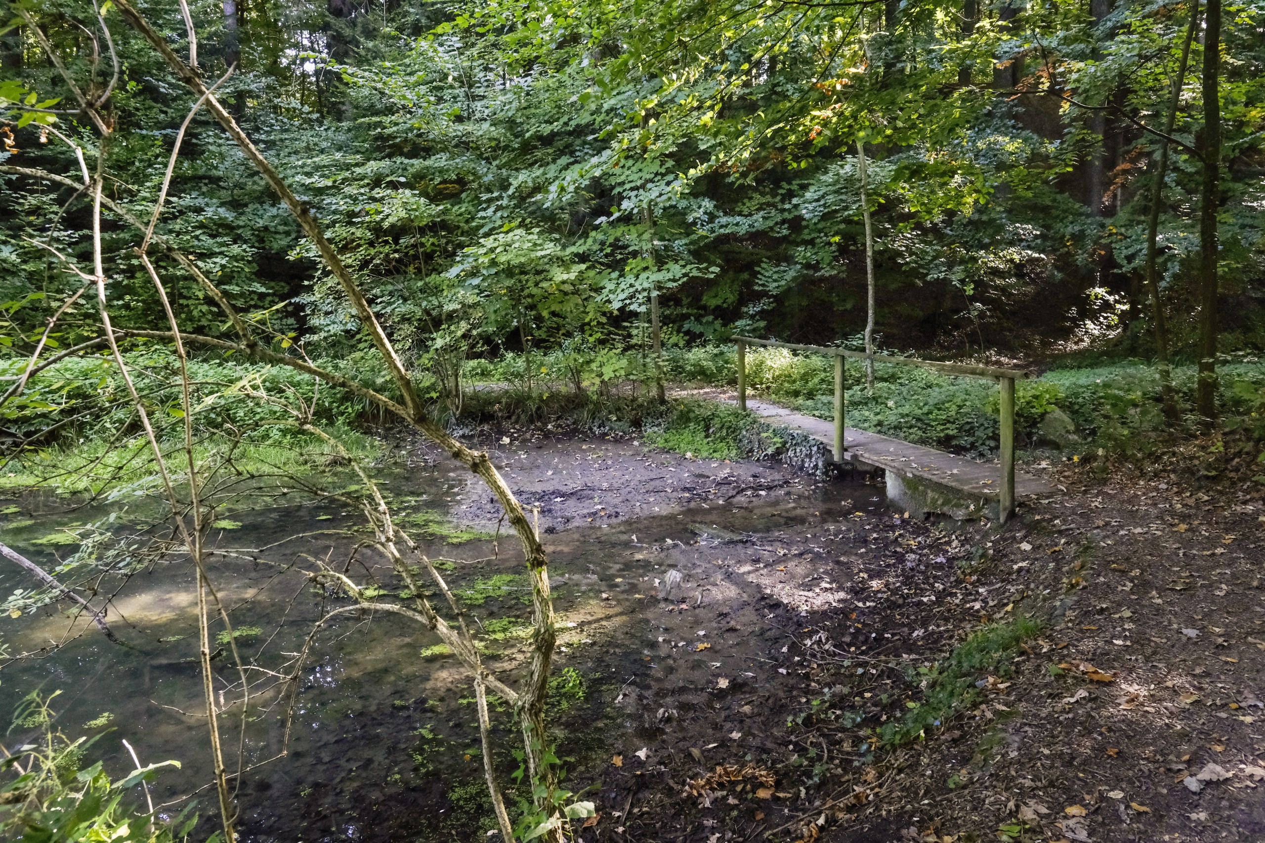 Besonders bei den Zuflüssen des Sägeweihers ist eine Verlandung unverkennbar.