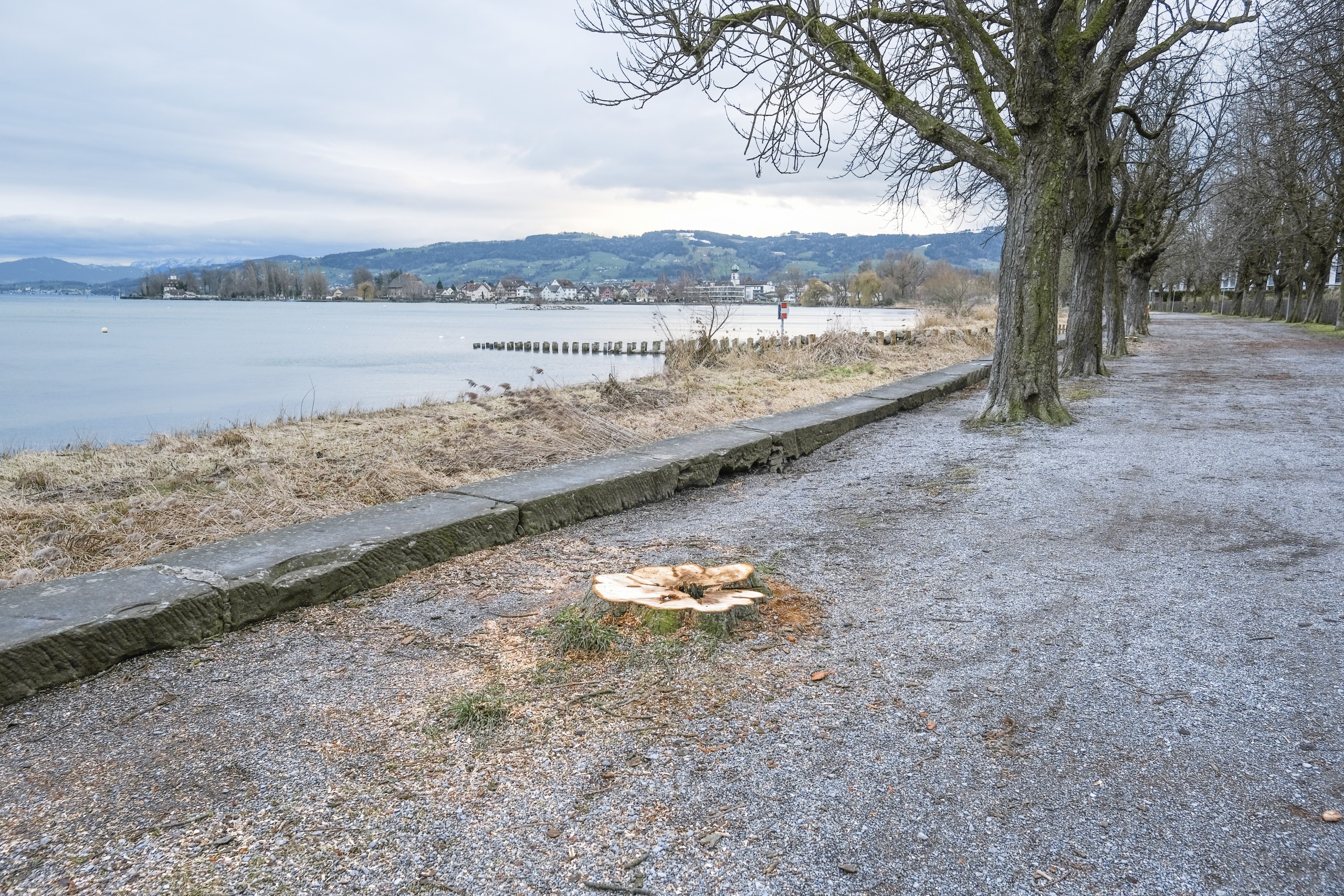 Eine Lücke in der Allee, doch in der Mitte des Baumstrunks sind die faulen Stellen deutlich erkennbar. Der Baum stellte ein Sicherheitsrisiko dar.
