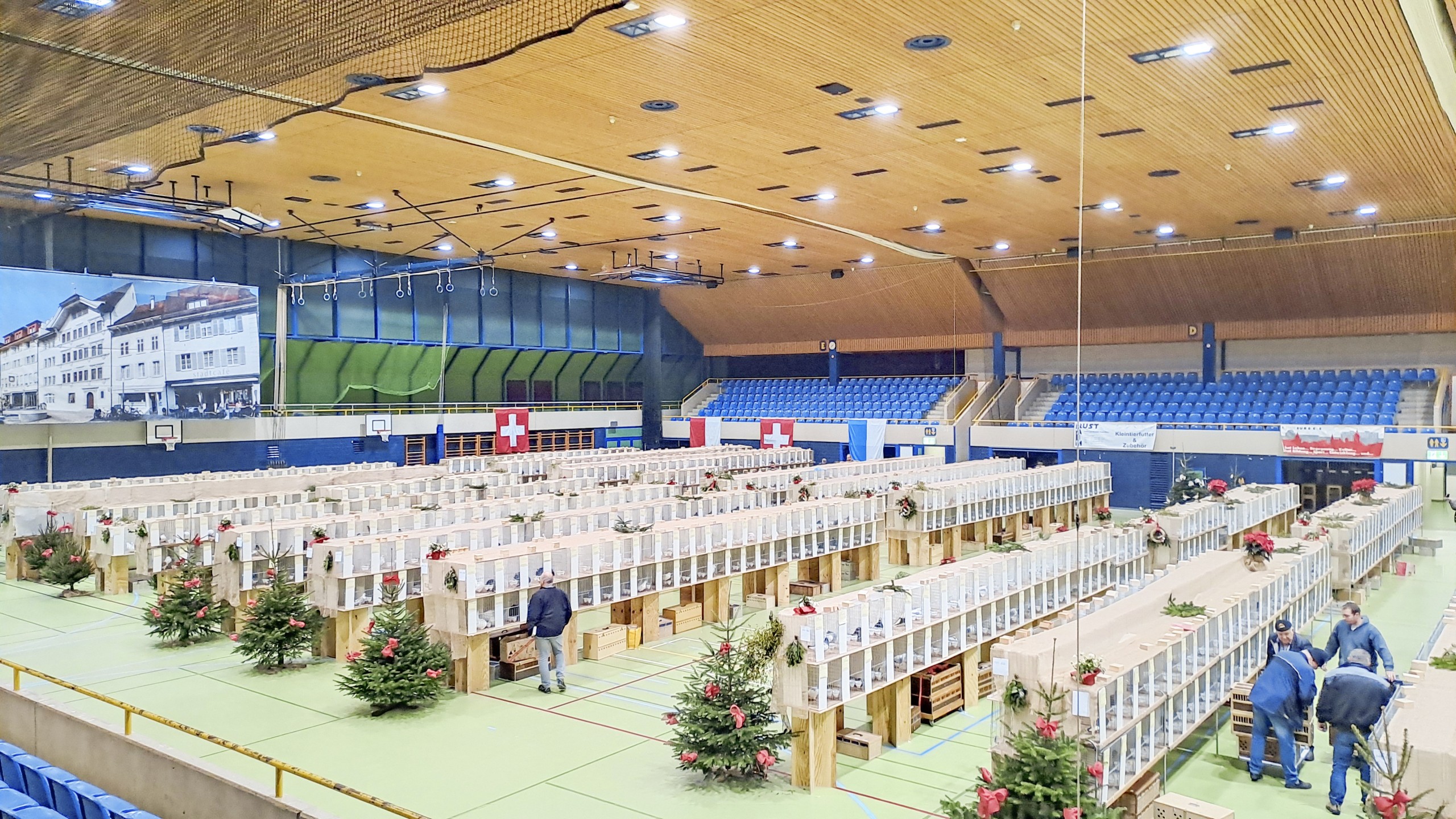 Wie hier an einer vergangenen Taubenausstellung wird auch der Kybun Joya Reitpark vom 14. bis 16. November mit hunderten Ausstellungsboxen gefüllt.