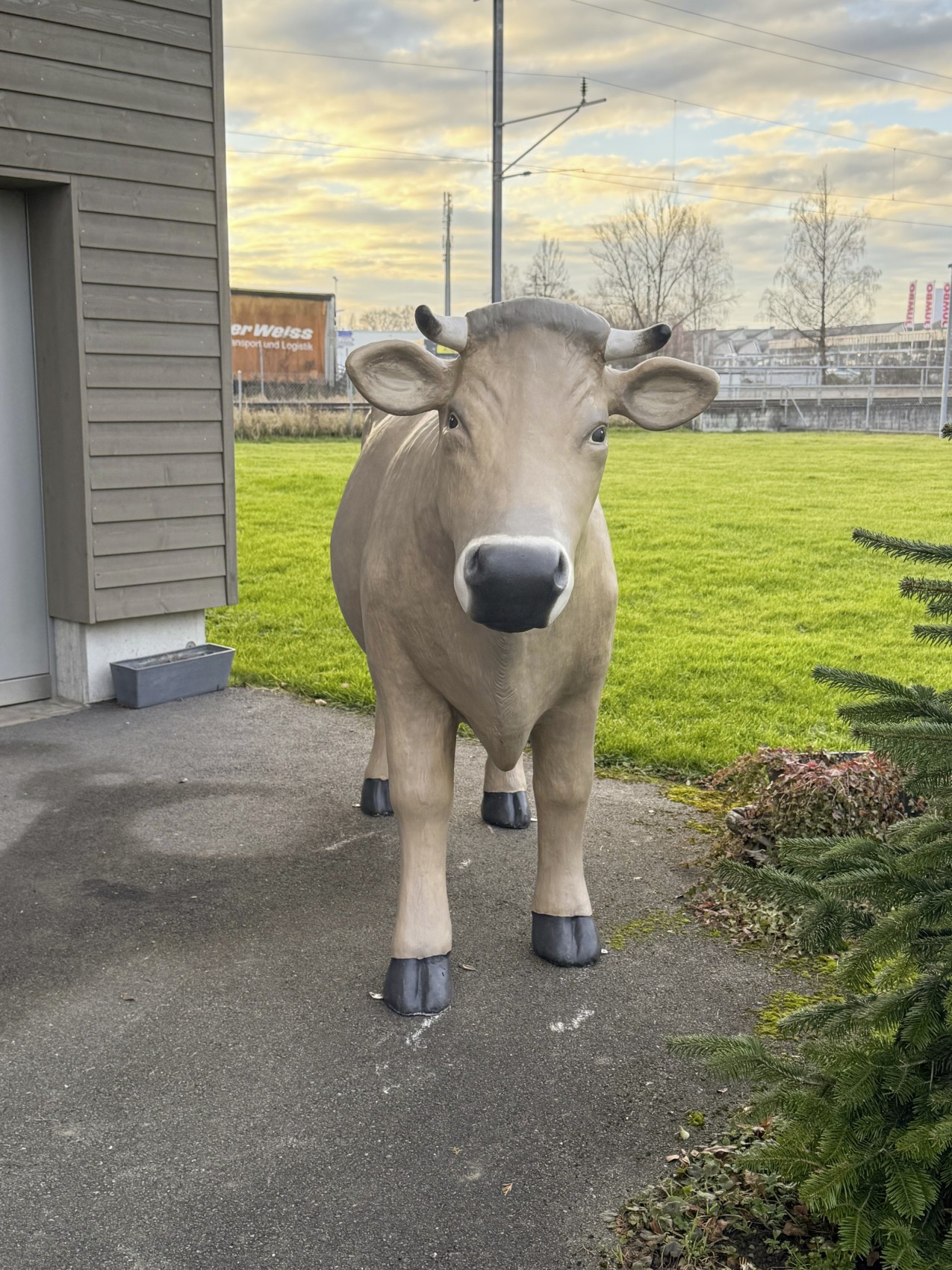 Für das Fotoshooting kam Kuh Nelly extra aus dem Stall, wo sie sonst den garstigen Winter verbringt.