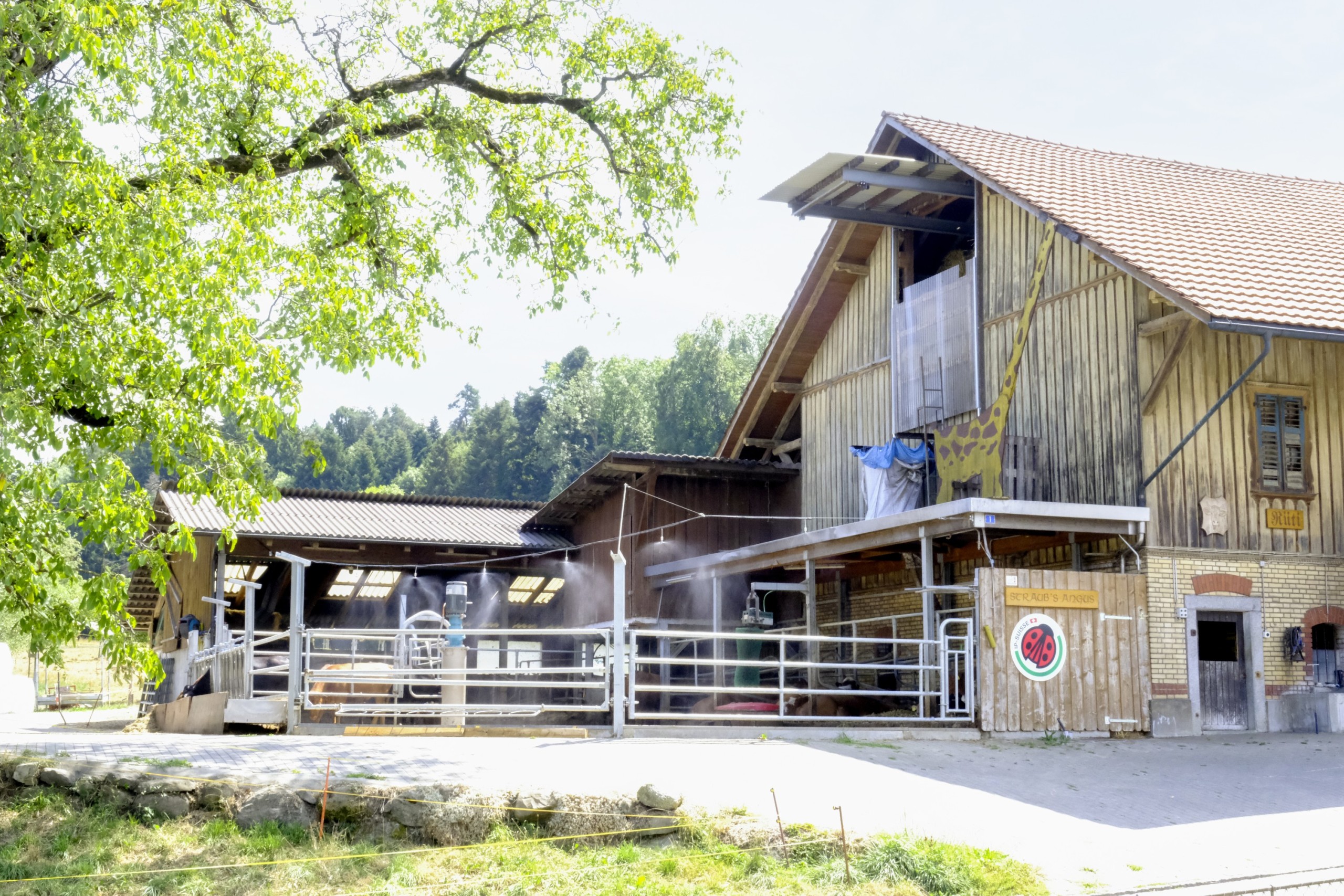 Durch Belüftung und einer «Regenanlage» werden die Temperaturen für die Kühe erträglicher.